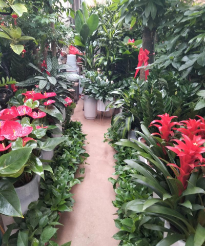 青鱼养殖，掌握关键技巧，提升养殖效益