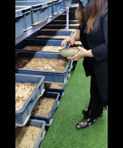 青鱼养殖，掌握关键技巧，提升养殖效益