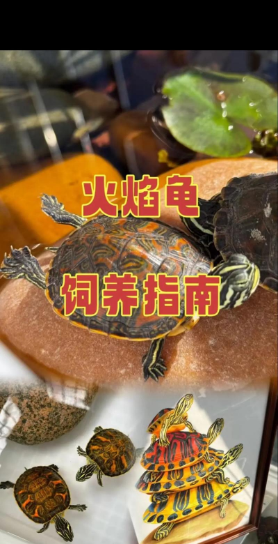 青鱼养殖，掌握关键技巧，提升养殖效益