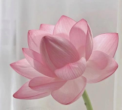 青鱼养殖，掌握关键技巧，提升养殖效益