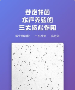 青鱼养殖，掌握关键技巧，提升养殖效益