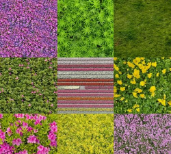 花卉贴图,美化设计,提升视觉体验 花卉贴图,美化设计,提升视觉体验