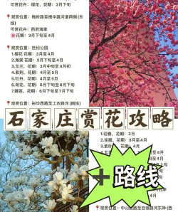 石家庄花卉市场,选购指南,避坑提醒 石家庄花卉市场,选购指南,避坑提醒