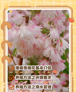 醋糟养花，废物利用，改善土壤