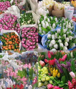 醋糟养花，废物利用，改善土壤