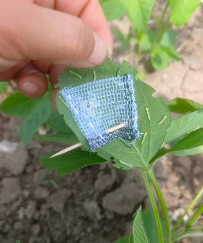 醋糟养花，废物利用，改善土壤