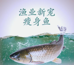 醋糟养花，废物利用，改善土壤