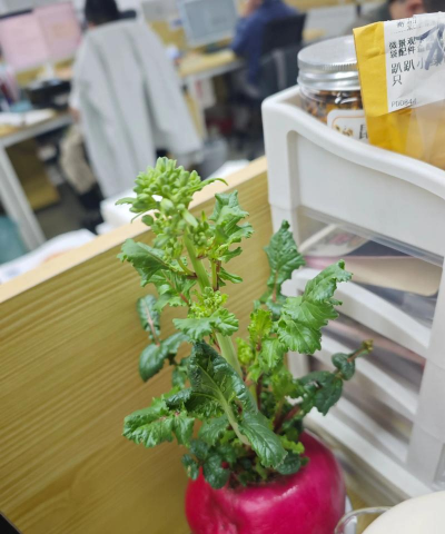 醋糟养花，废物利用，改善土壤