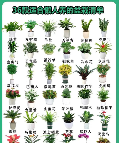 醋糟养花，废物利用，改善土壤