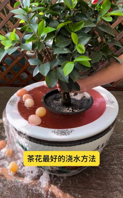 醋糟养花，废物利用，改善土壤