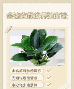 花卉金钻,养护要点,新手也能养好 花卉金钻,养护要点,新手也能养好