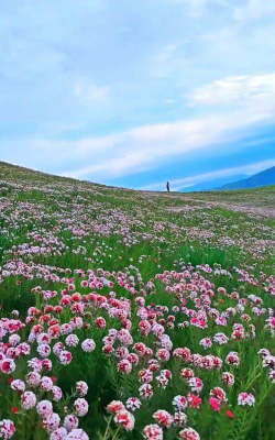 醋糟养花，废物利用，改善土壤
