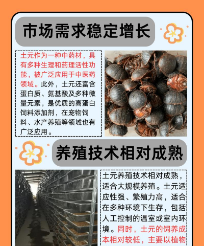 醋糟养花，废物利用，改善土壤