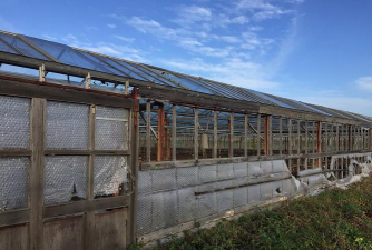 树根养花，废物利用，省钱又环保