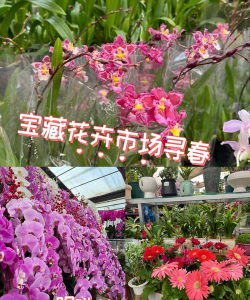 树根养花，废物利用，省钱又环保