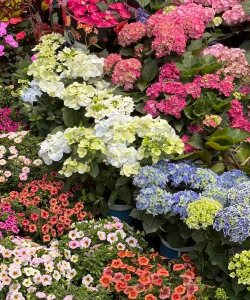 树根养花，废物利用，省钱又环保