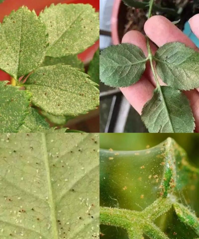 养花人社区，交流种植经验，分享养花乐趣