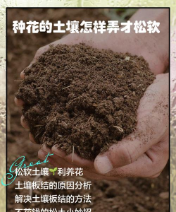 松树土养花，改善土壤结构，提升植物生长