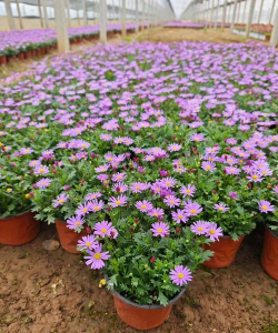 姬小菊能耐多少度低温