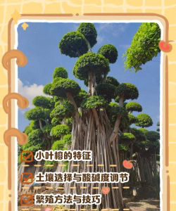 养花人社区，交流种植经验，分享养花乐趣