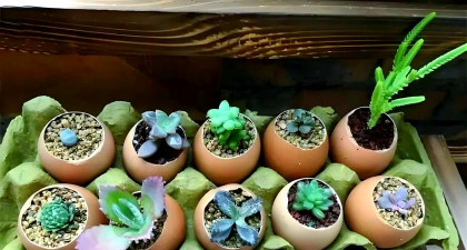 养花人社区，交流种植经验，分享养花乐趣