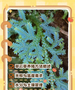 陶粒怎样养花，提升透气性，避免积水烂根