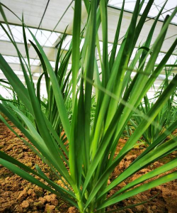 小众送妈妈的花有哪些花