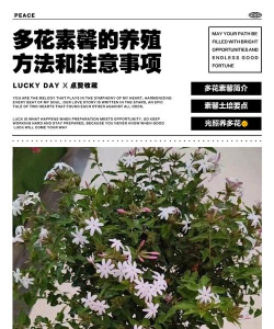 陶粒怎样养花，提升透气性，避免积水烂根