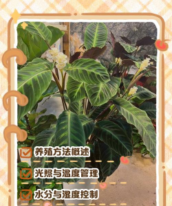 陶粒怎样养花，提升透气性，避免积水烂根