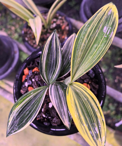 陶粒怎样养花，提升透气性，避免积水烂根