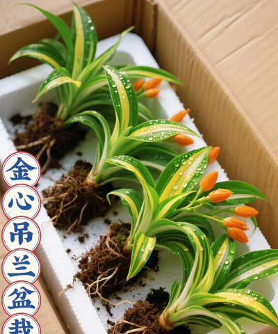 养花人社区，交流种植经验，分享养花乐趣