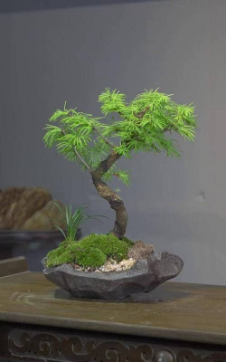 青鱼养殖，掌握关键技巧，提升养殖效益