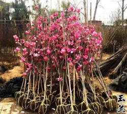 小众送妈妈的花有哪些花