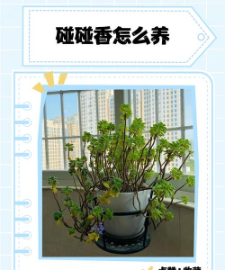 一抹香的养殖方法和注意事项，轻松上手，避免常见误区