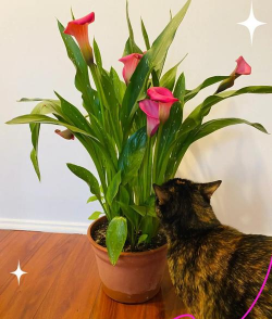 鸡蛋养殖，提升产量，确保品质