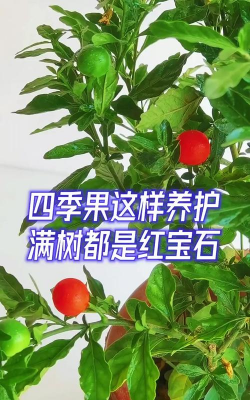 鸡蛋养殖，提升产量，确保品质