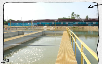 米兰花卉，养护要点，新手也能养好