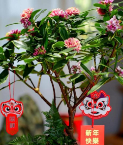 小众送妈妈的花有哪些花