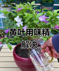 米兰花卉，养护要点，新手也能养好