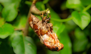 米兰花卉，养护要点，新手也能养好