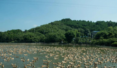 青鱼养殖，掌握关键技巧，提升养殖效益