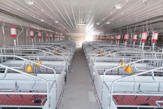 家里阳光不足怎么养花，选对植物种类，掌握养护技巧