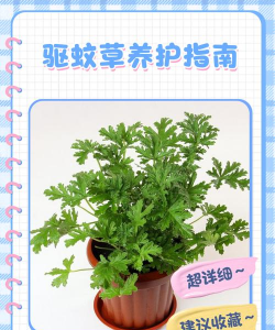 养花招蚊子，原因与对策，轻松解决烦恼