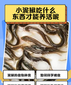 水宝宝养花的好处，提升观赏性，改善家居氛围