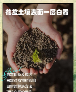 水宝宝养花的好处，提升观赏性，改善家居氛围