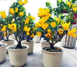 水宝宝养花的好处，提升观赏性，改善家居氛围