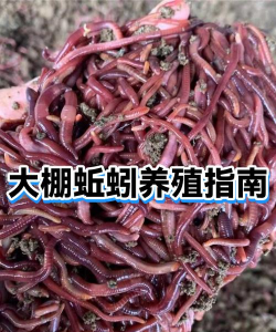 蚯蚓养殖加盟合作,选择靠谱平台,实现稳定收益 蚯蚓养殖加盟合作,选择靠谱平台,实现稳定收益