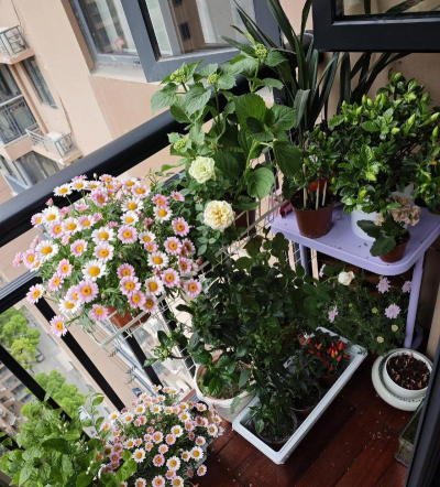 水宝宝养花的好处，提升观赏性，改善家居氛围