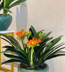 小众送妈妈的花有哪些花