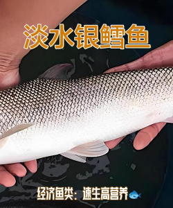 淡水银鳕鱼养殖,掌握关键技巧,实现高效产出 淡水银鳕鱼养殖,掌握关键技巧,实现高效产出